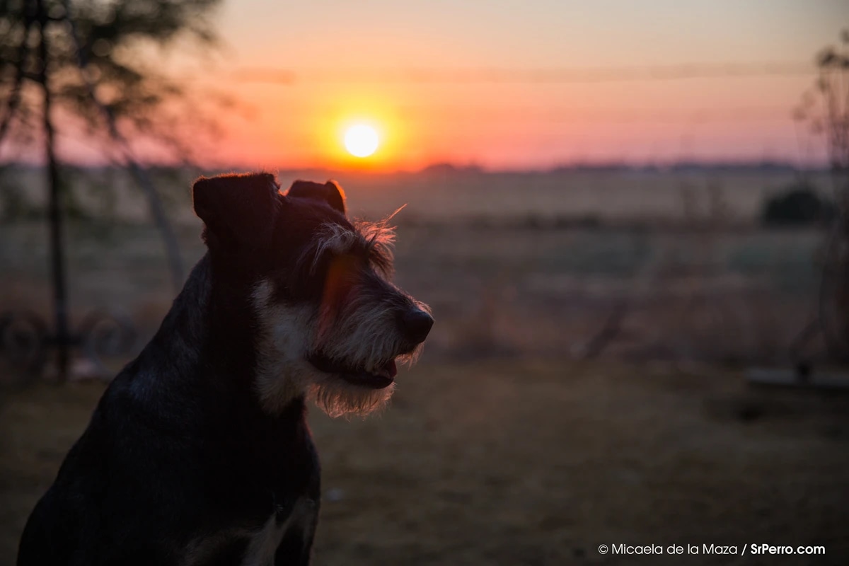 A dog sitting in front of a sunset