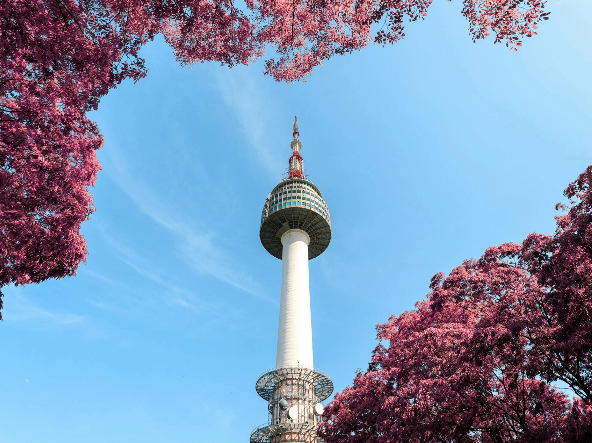 A tall communication tower surrounded by pink flowering trees against a blue sky.